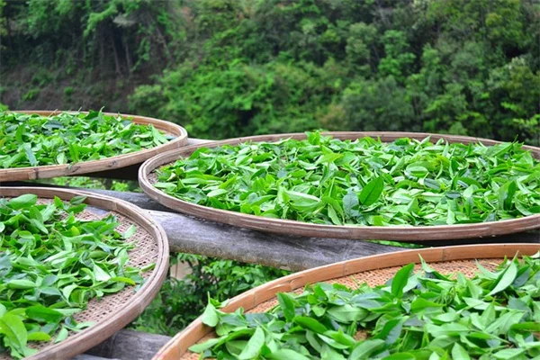六月に植える野菜！今からでも間に合う夏収穫ガイド