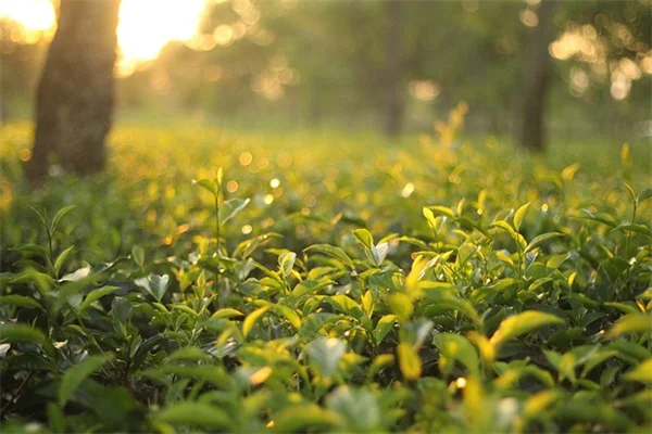 五月の南国ガーデニング実践ガイド｜失敗しない植え付けと害虫対策のコツ