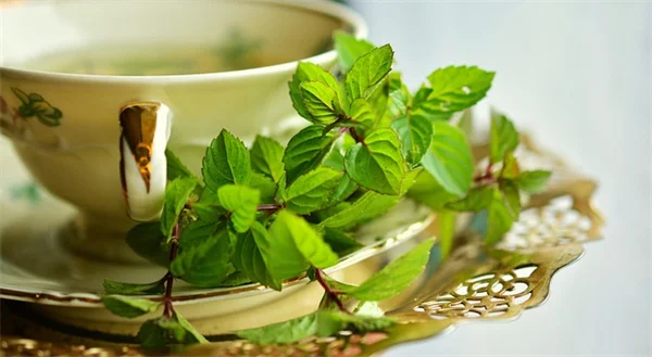知ってる？スグできる蜘蛛植物を茂らせるベスト5