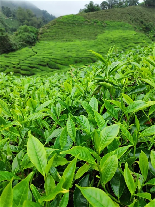 幸運を呼ぶ植物5選｜私が実践してわかった本当の効果と育て方のコツ